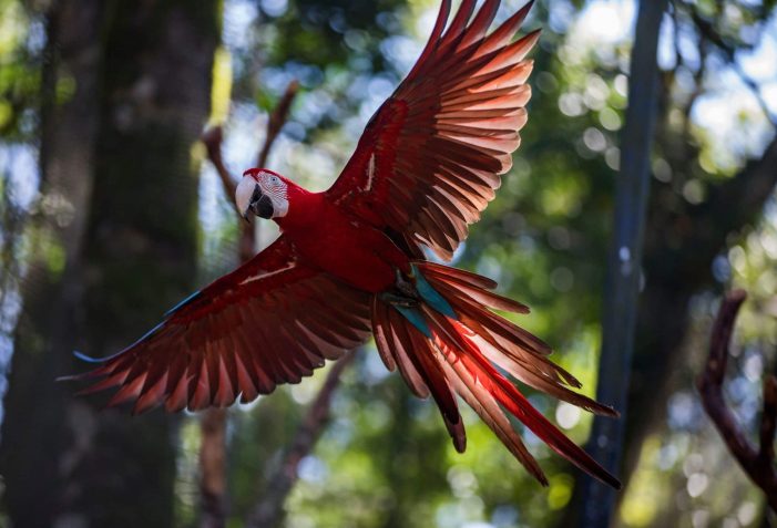 Parque das aves